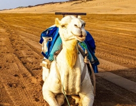 Ride a camel through the tranquil landscapes of Essaouira's Diabat area